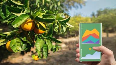 智慧檸檬產量監測：結合AI的水果生產預測系統造就最佳收成管理